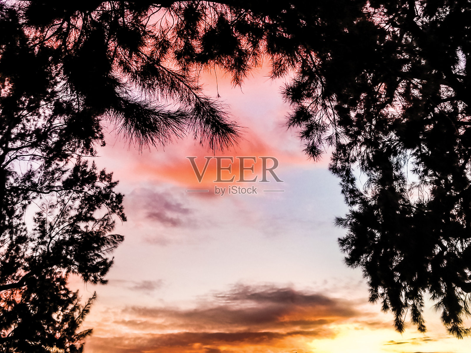 夕阳下的松树剪影照片摄影图片