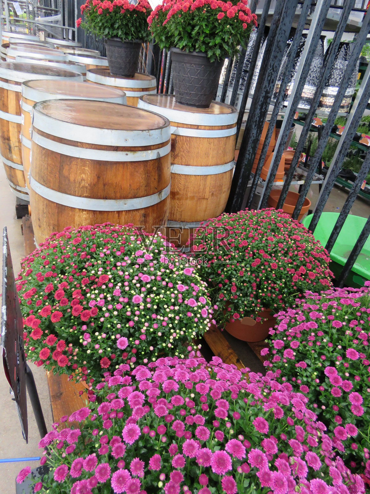 菊花陈列和木桶照片摄影图片