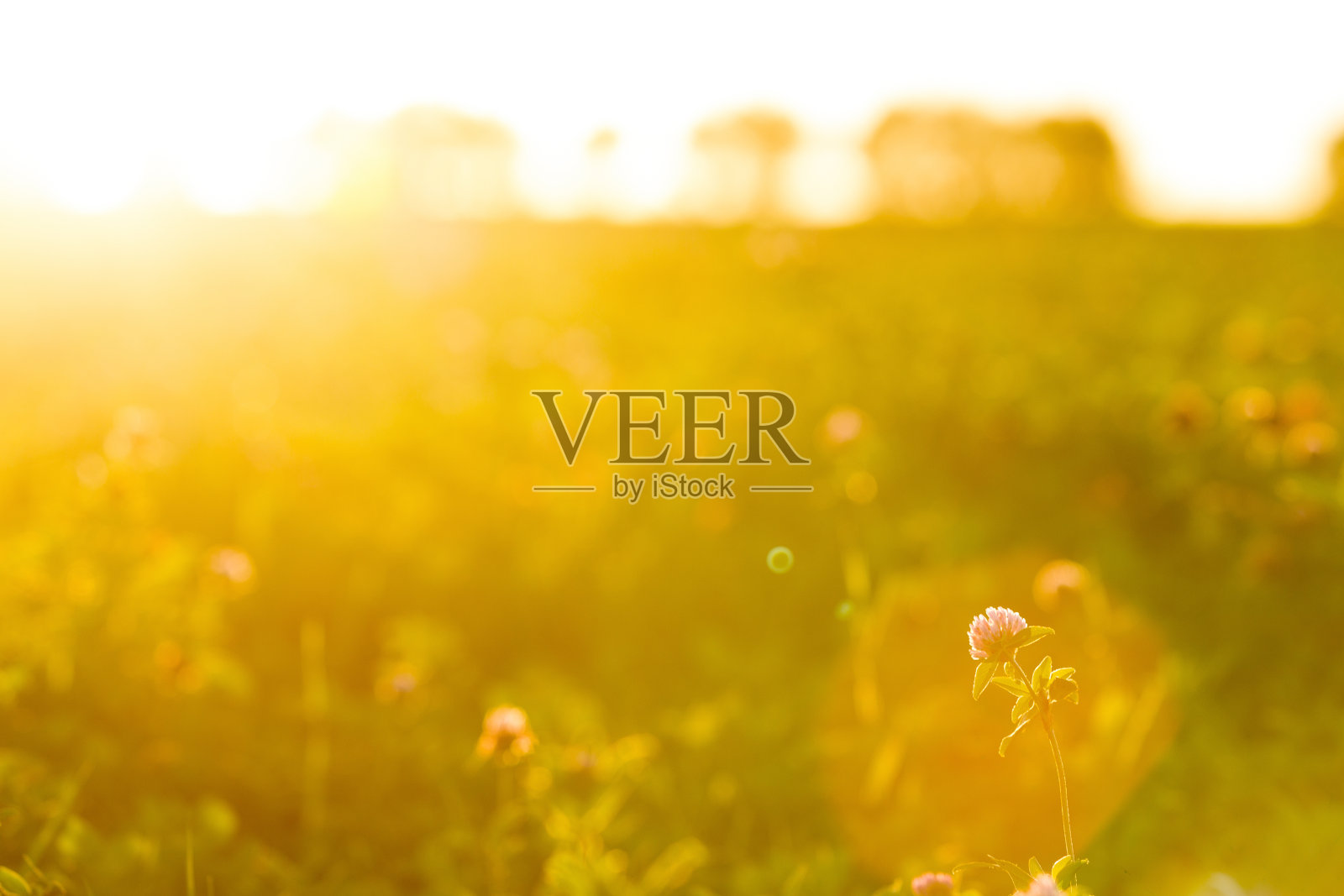 阳光下的三叶草田照片摄影图片