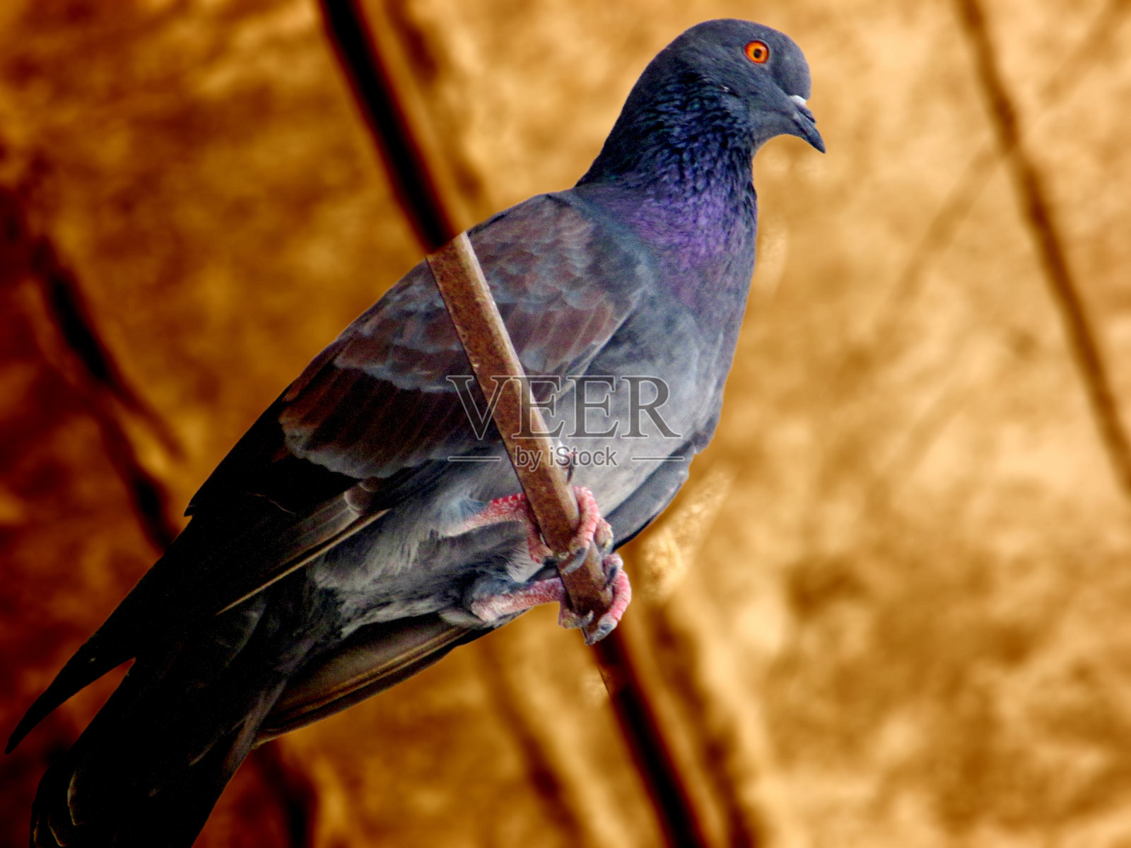 小鸟静静地站在屋顶下照片摄影图片