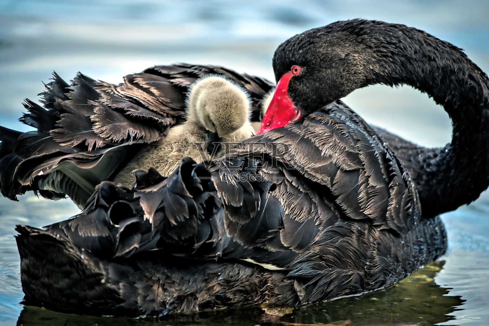 黑天鹅和小天鹅照片摄影图片