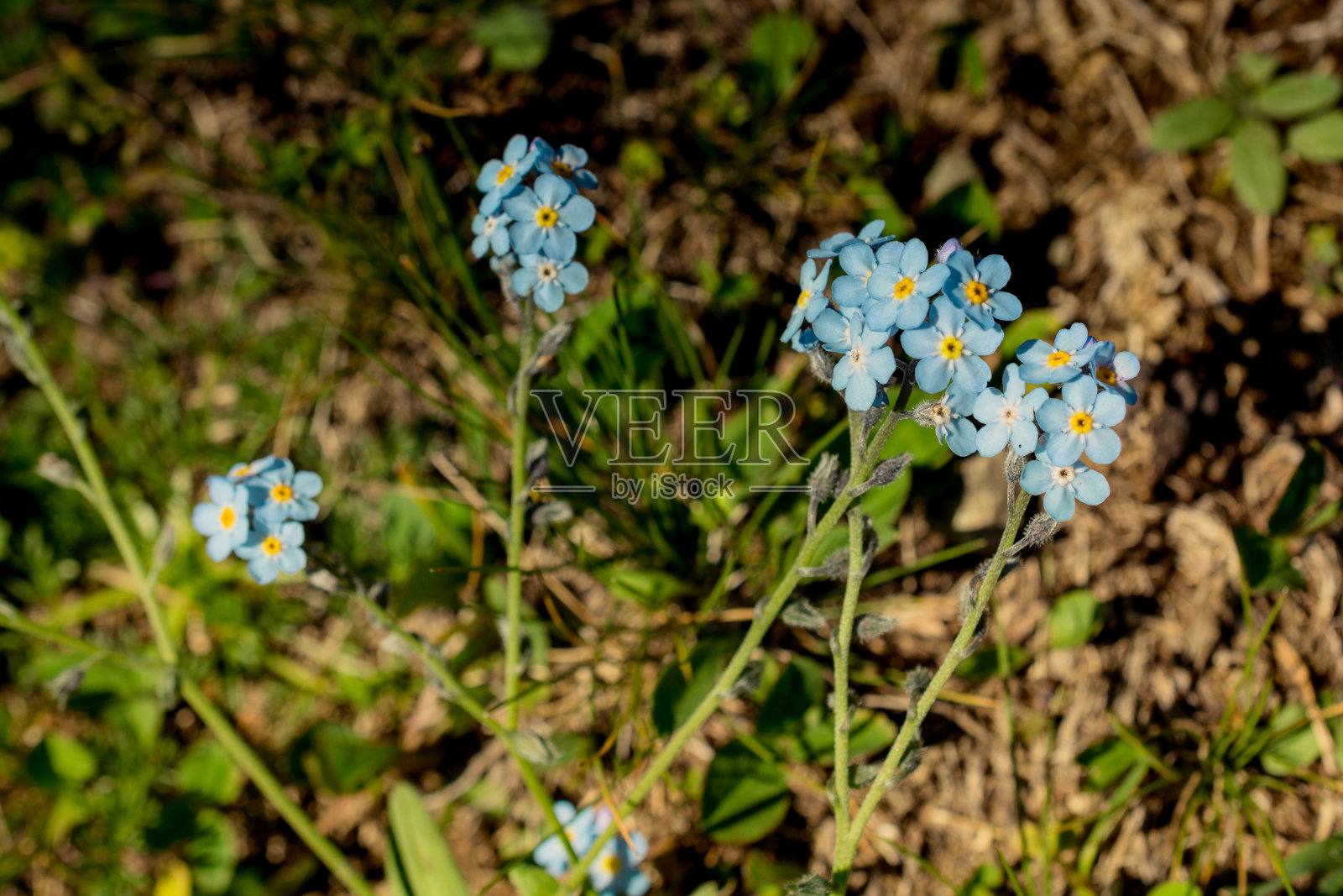 盛开着美丽多彩的野花在眼前照片摄影图片