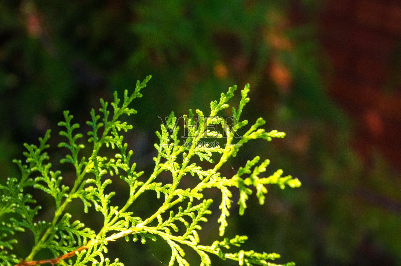 香柏树香柏树的枝条闭合。照片摄影图片