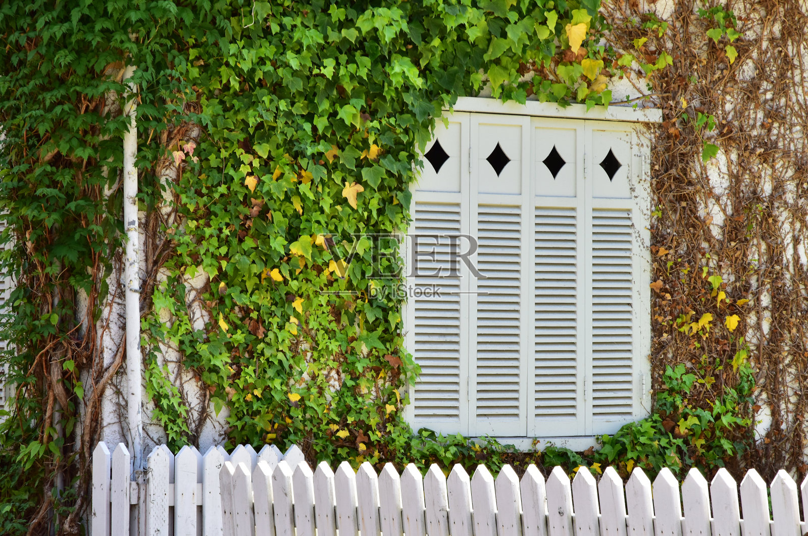 房子的墙在绿色之中照片摄影图片