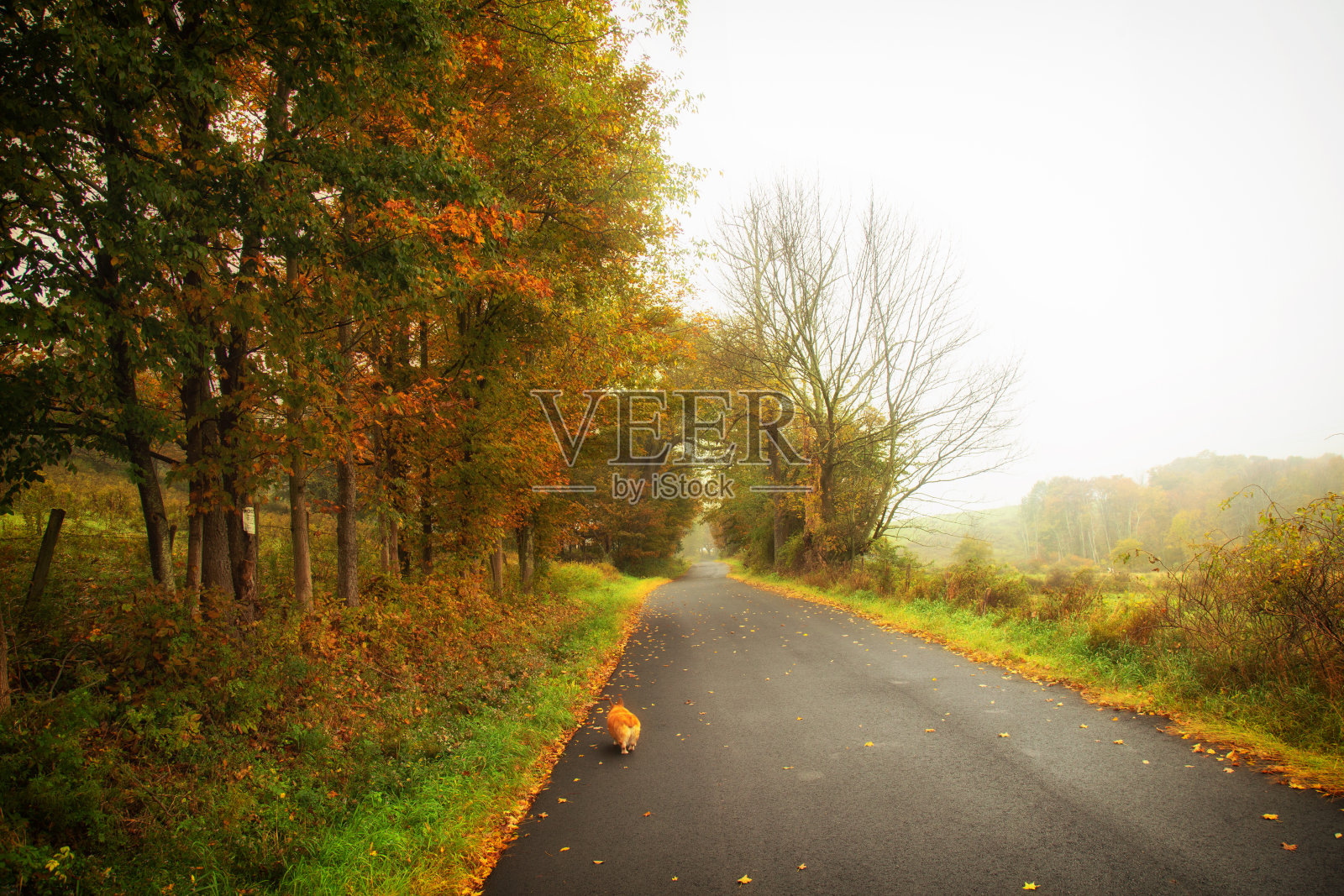 美丽的卡茨基尔雾蒙蒙的路照片摄影图片