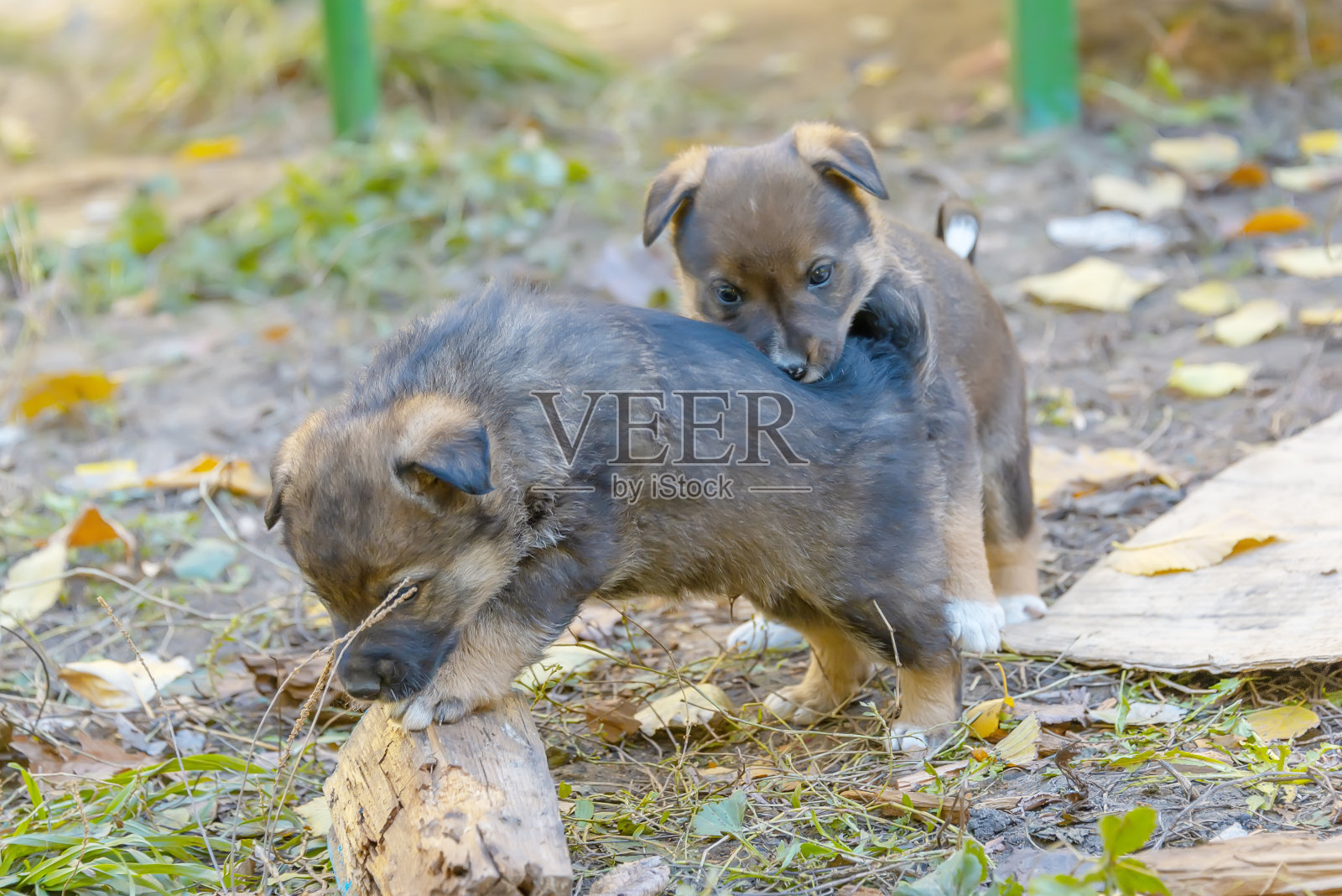收容所里的纯种小狗照片摄影图片