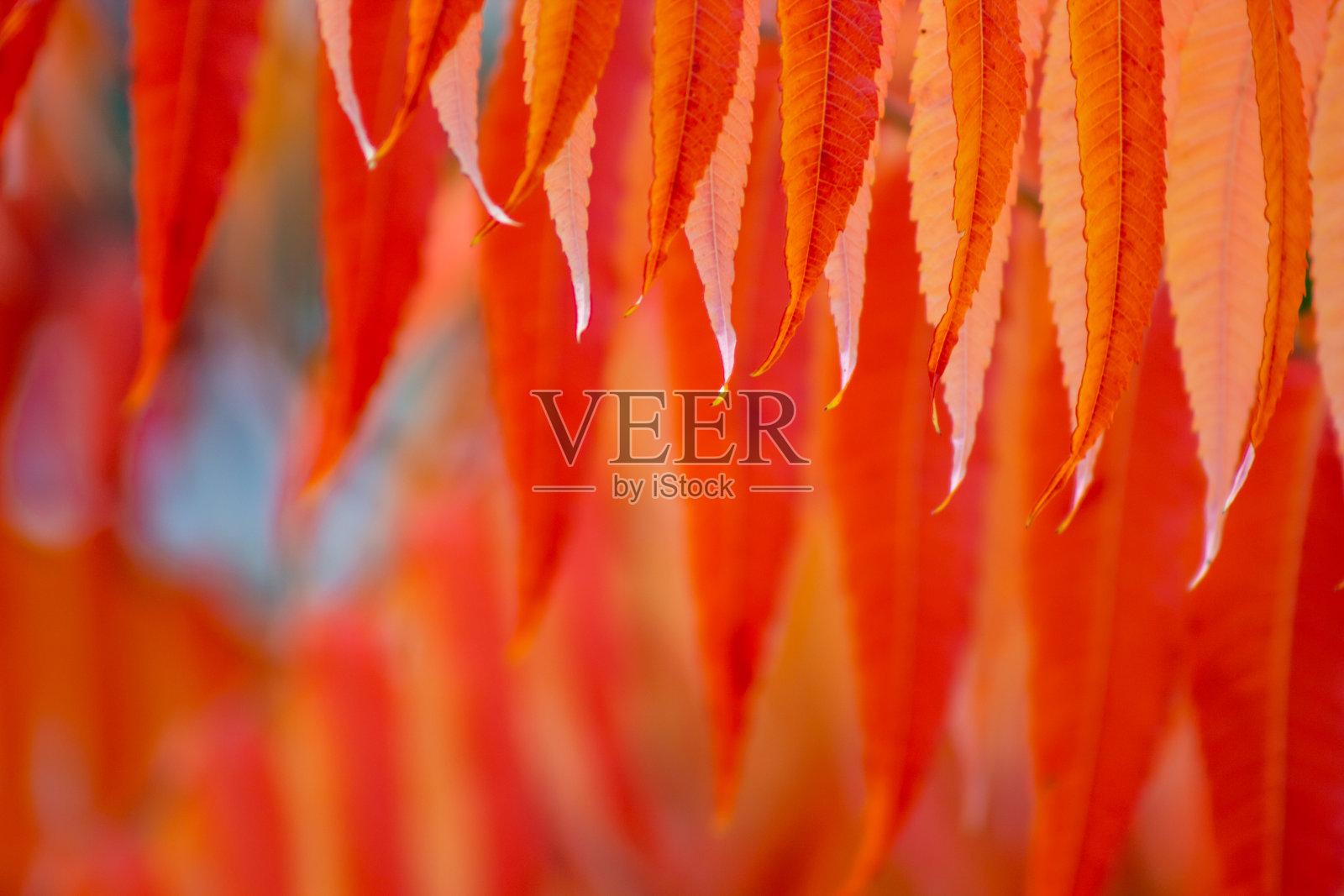 黄红的秋叶自然背景照片摄影图片