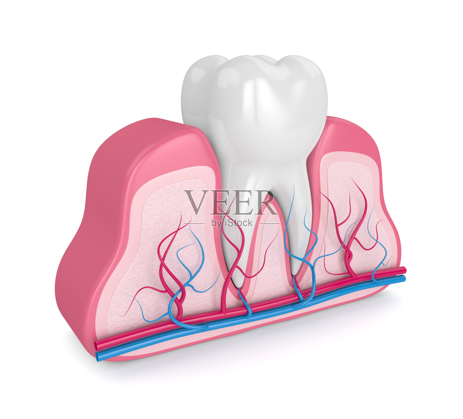 牙齿与神经和血管的3d渲染照片摄影图片