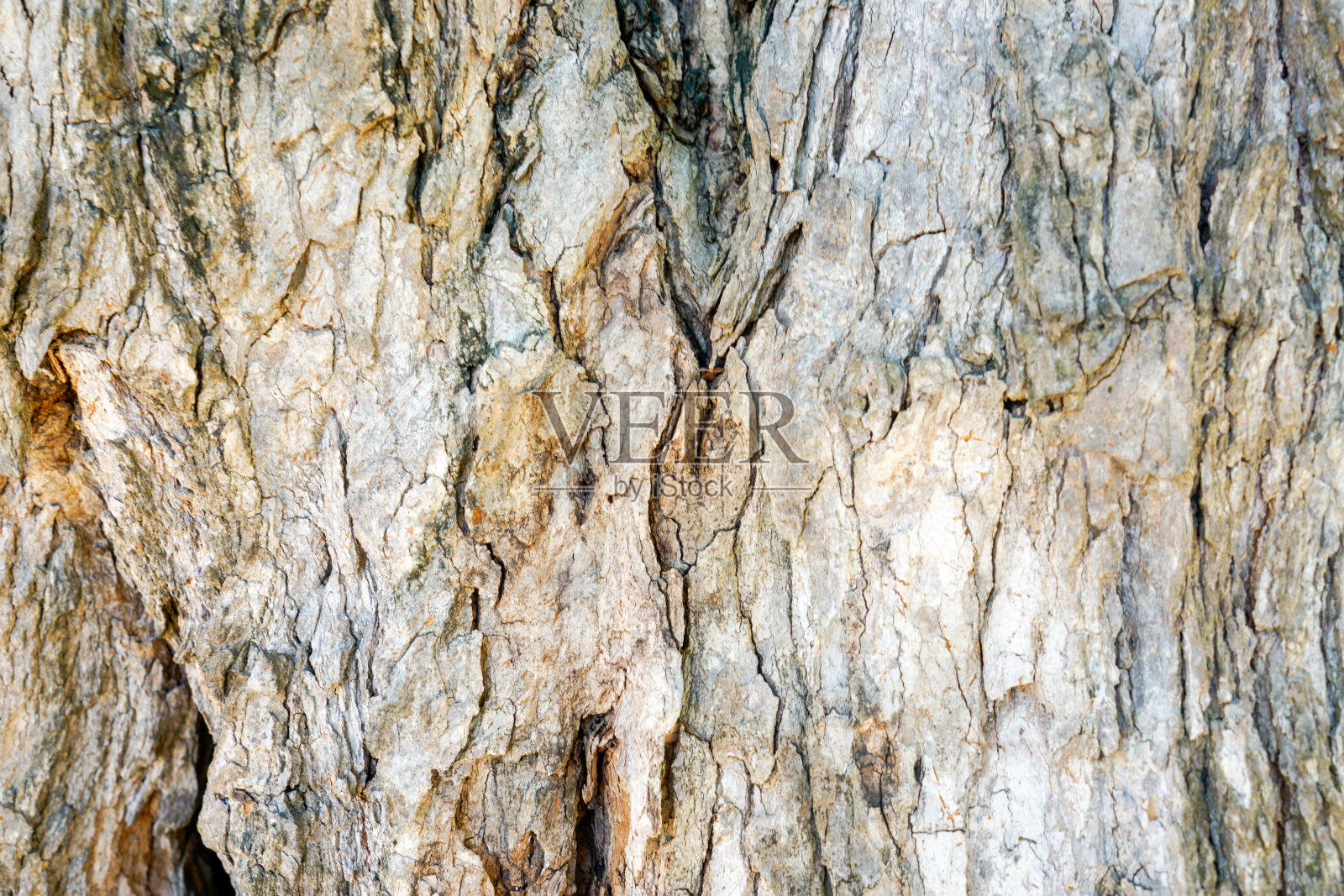 树干的纹理和细节照片摄影图片