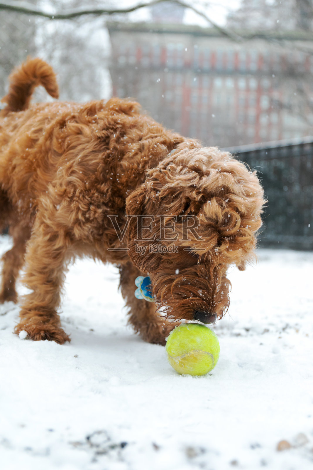 迷你金毛狗在狗公园的雪地里玩取东西照片摄影图片