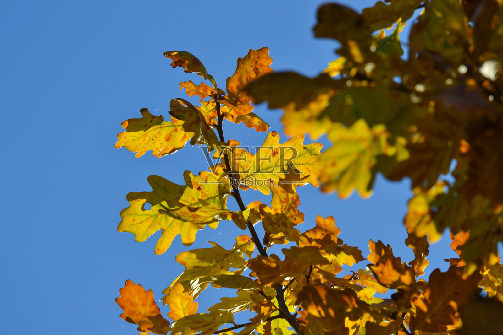橡树枝与秋天颜色的叶子特写。黄色、红色、绿色的秋叶映衬着蓝色的天空。照片摄影图片