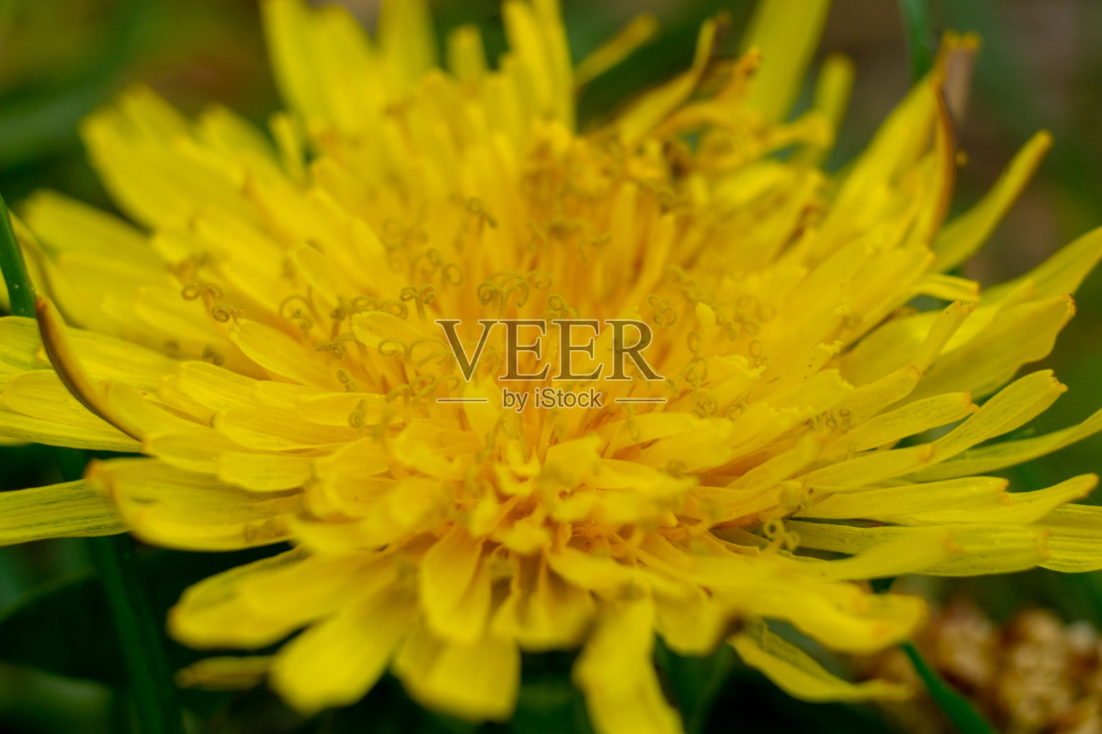 一个蒲公英在花园里宏照片摄影图片