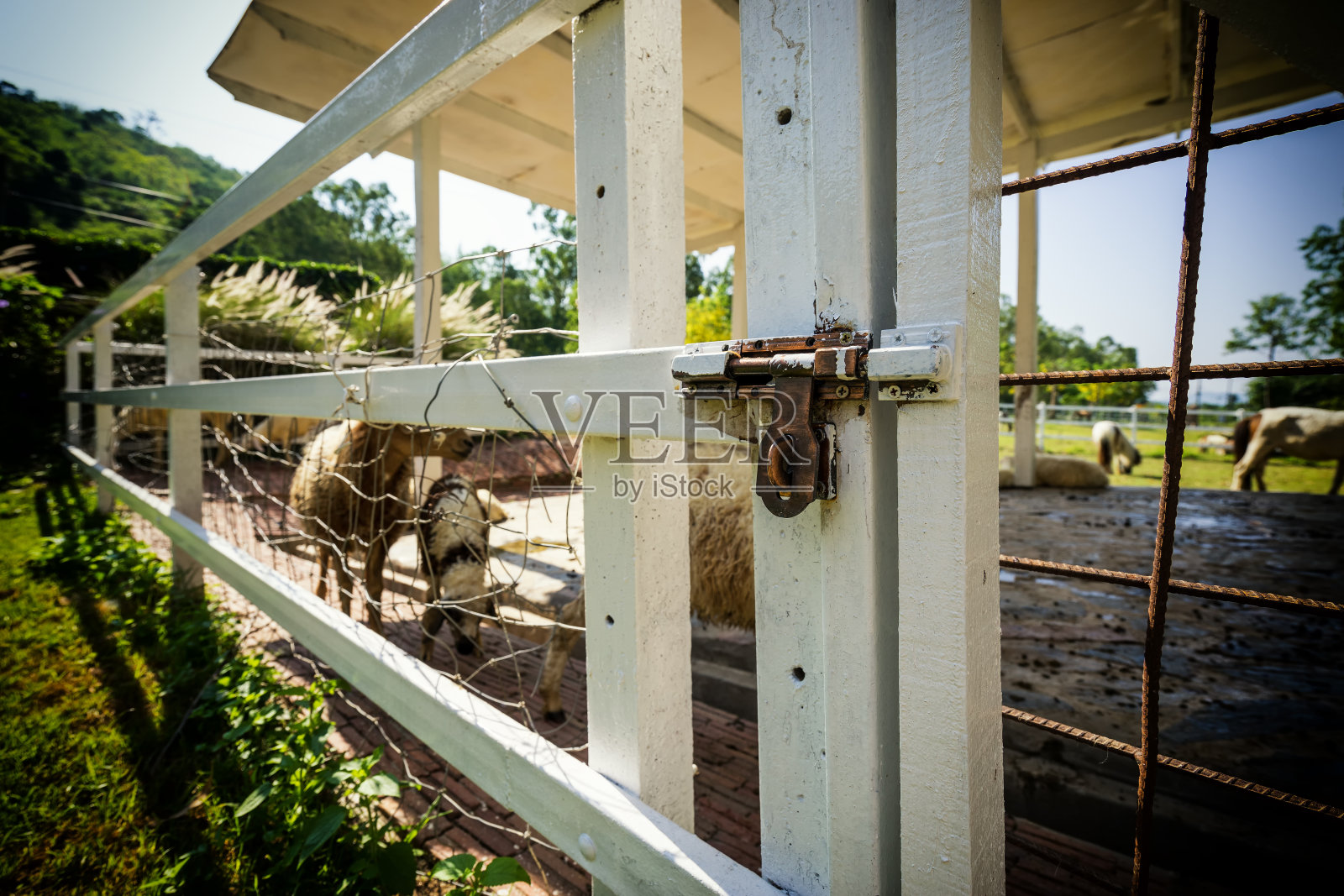 锁木门在绵羊农场与古董过滤器，重点钢锁照片摄影图片
