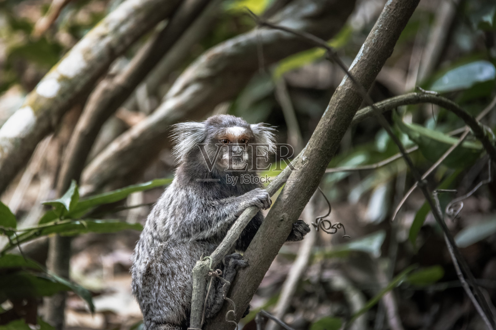 巴西里约热内卢厄卡山小径上常见的绒猴照片摄影图片