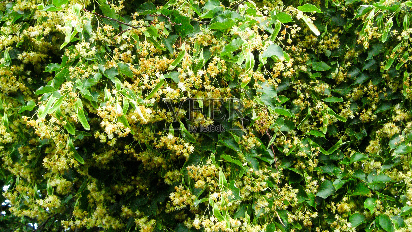 菩提树在开花照片摄影图片