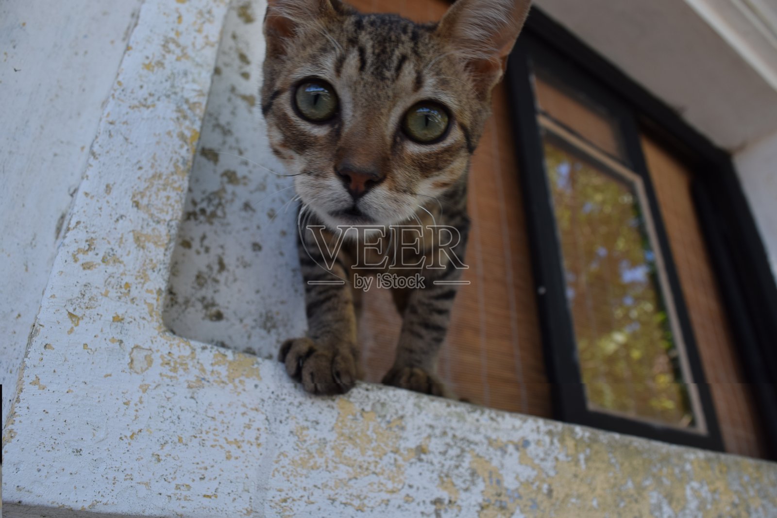 眼睛照片摄影图片