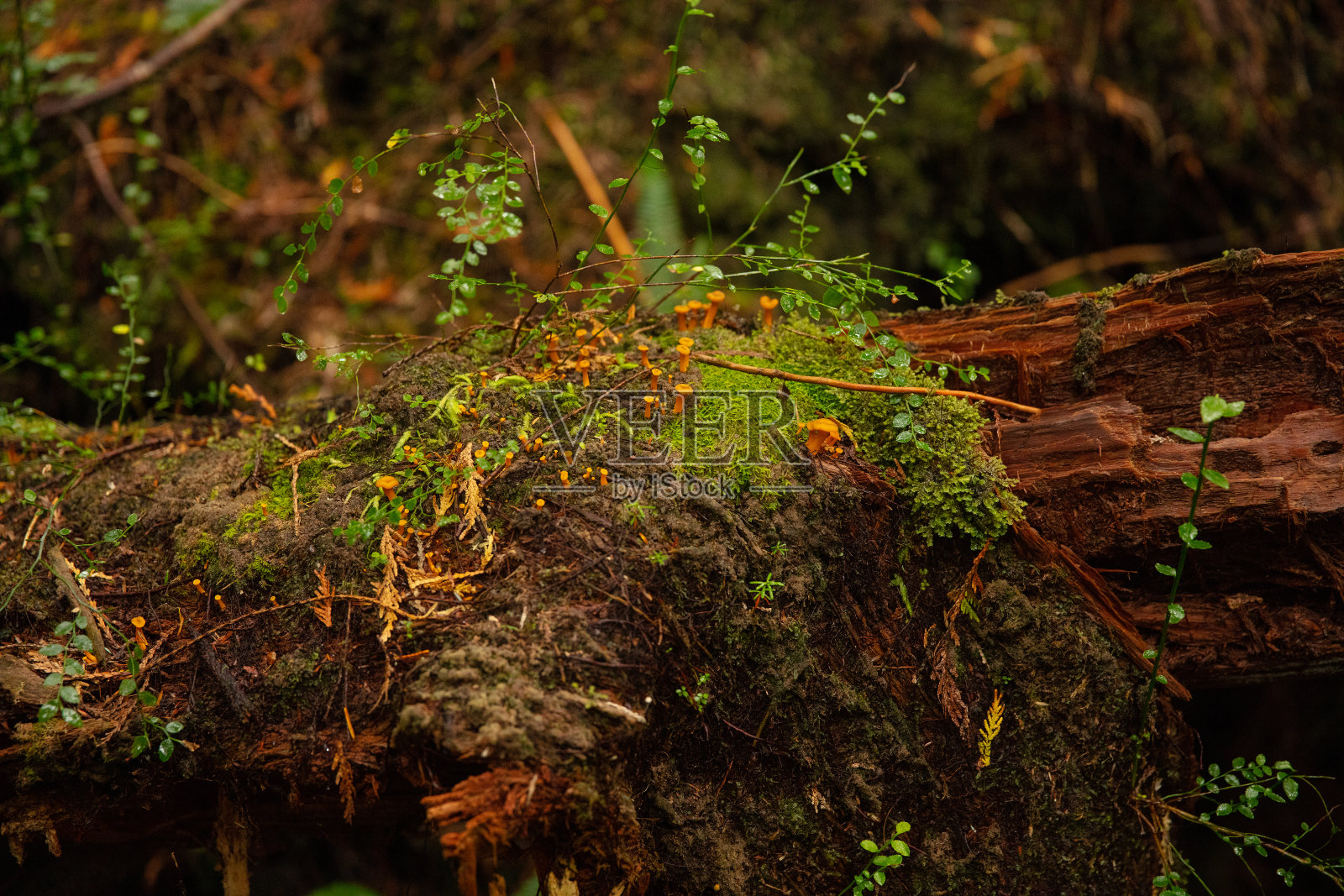 温哥华岛雨林照片摄影图片