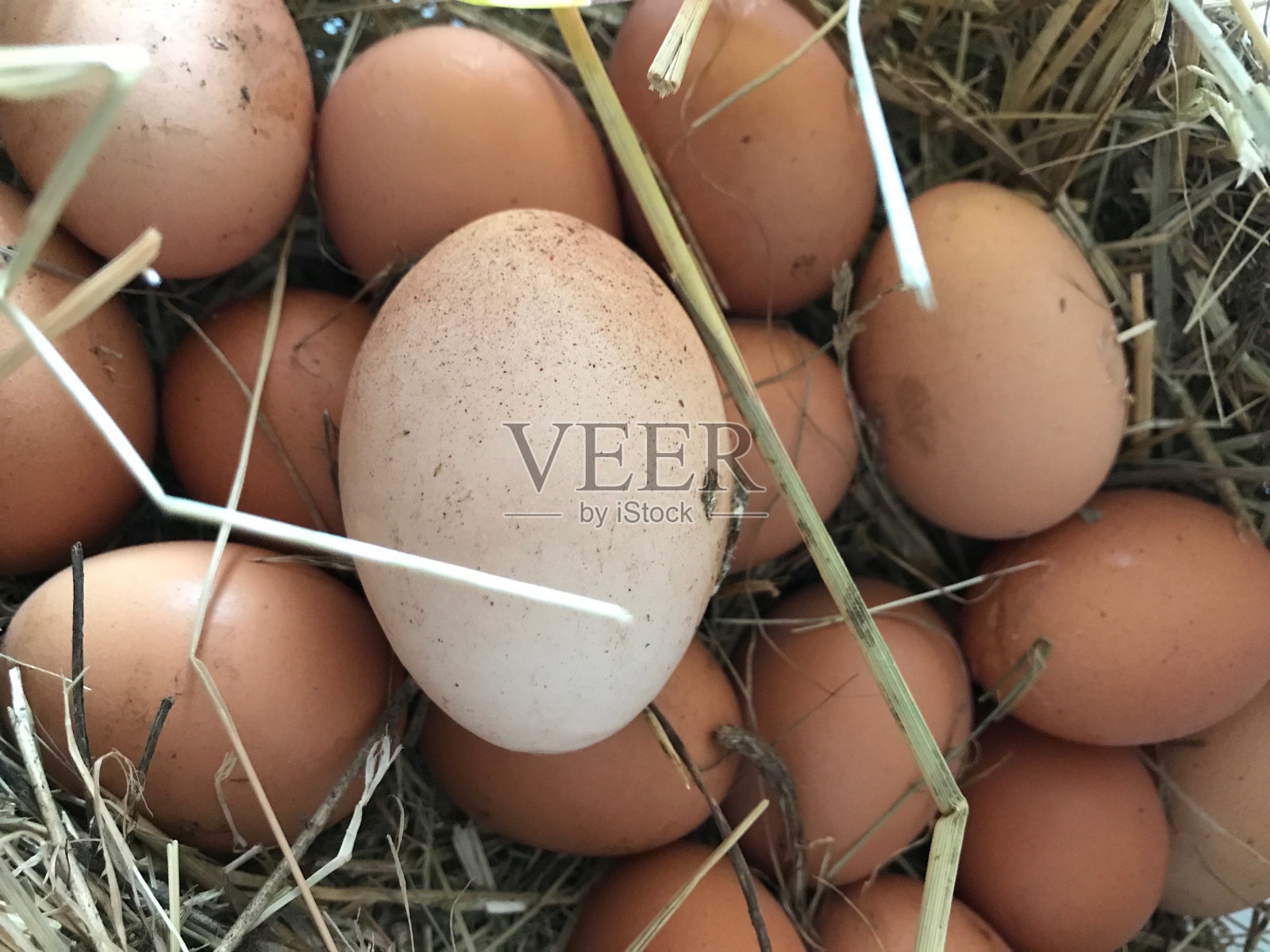 新鲜的鸡肉和火鸡的有机生态鸡蛋上的稻草自然背景照片摄影图片