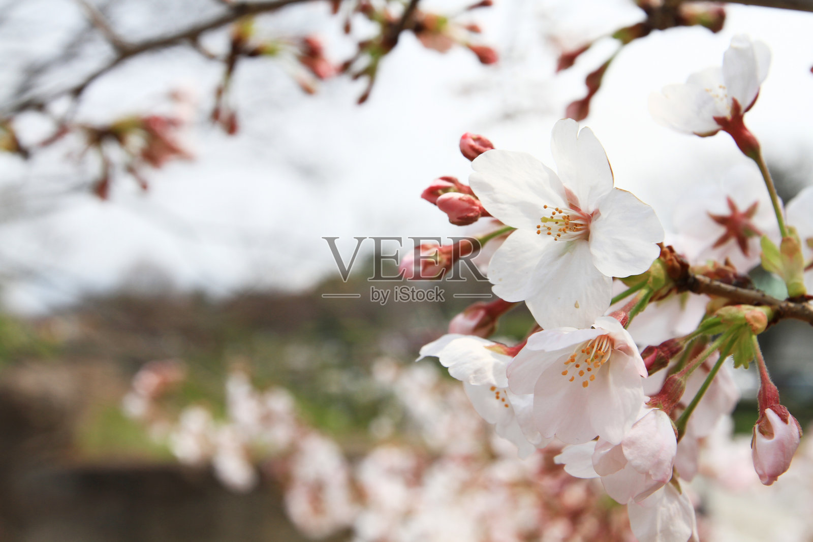 樱花或樱花盛开的自然照片摄影图片