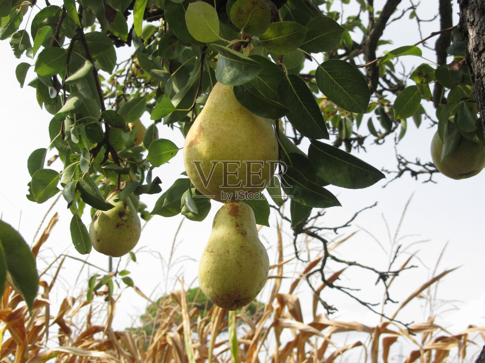 成熟的黄梨挂在一棵正在生长的梨树上。意大利托斯卡纳照片摄影图片