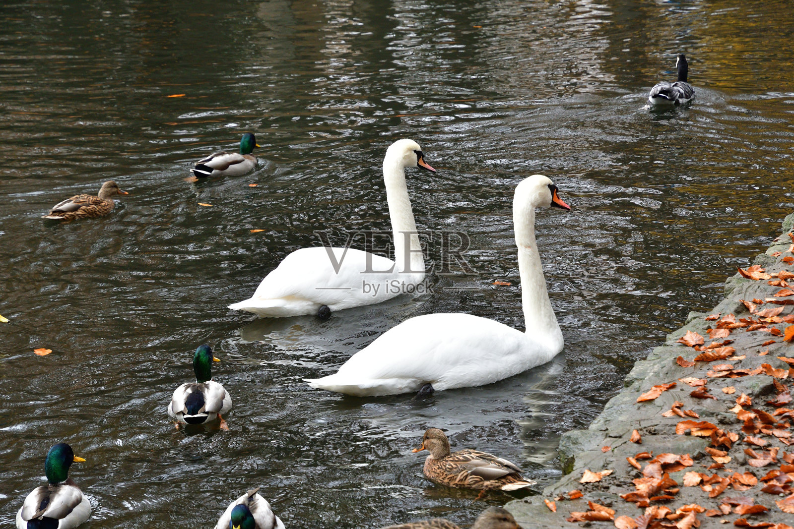 秋天，一群鸟鸭天鹅和加拿大鹅在湖上游泳照片摄影图片