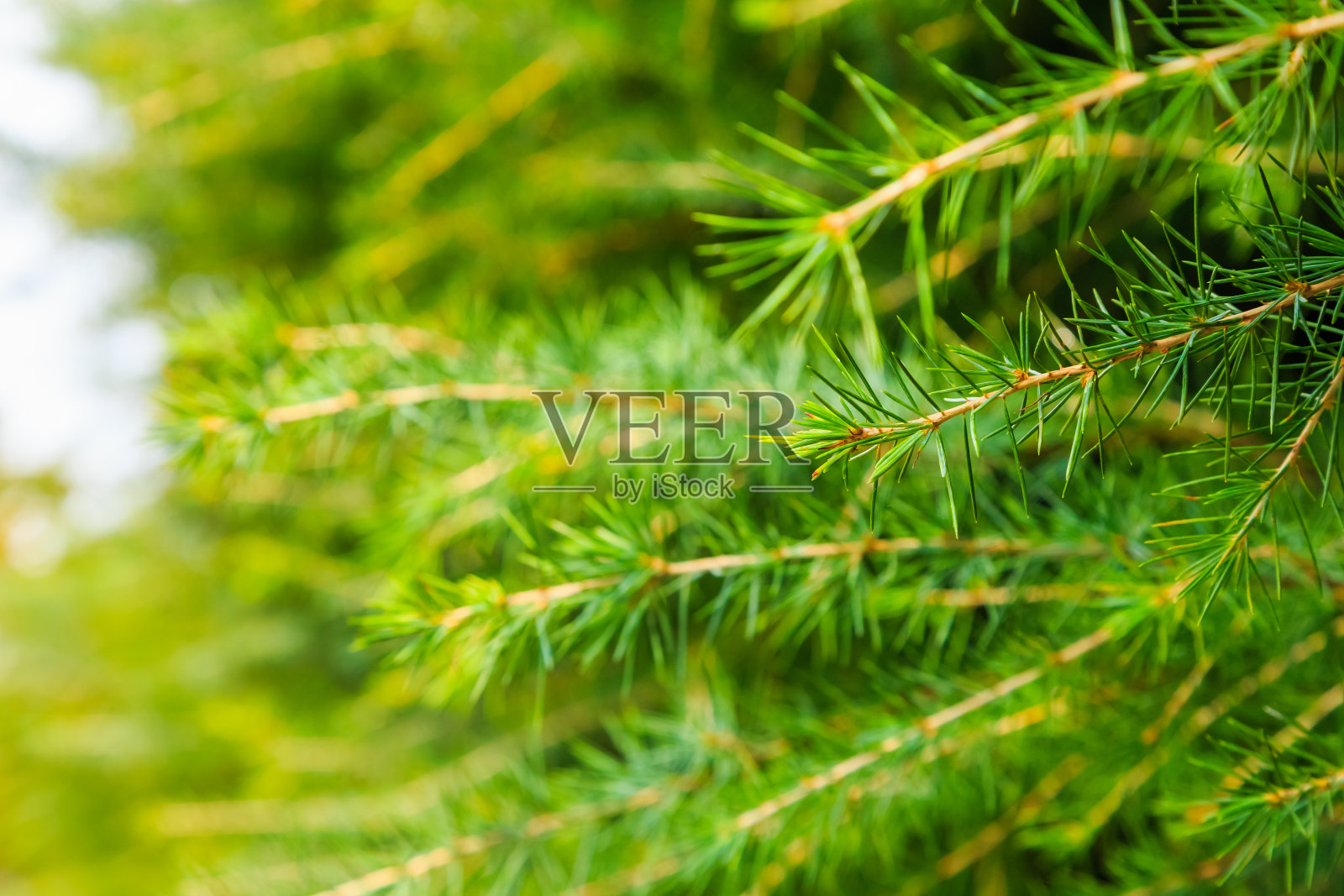 摘要常绿或青松枝为背景，选择性聚焦照片摄影图片