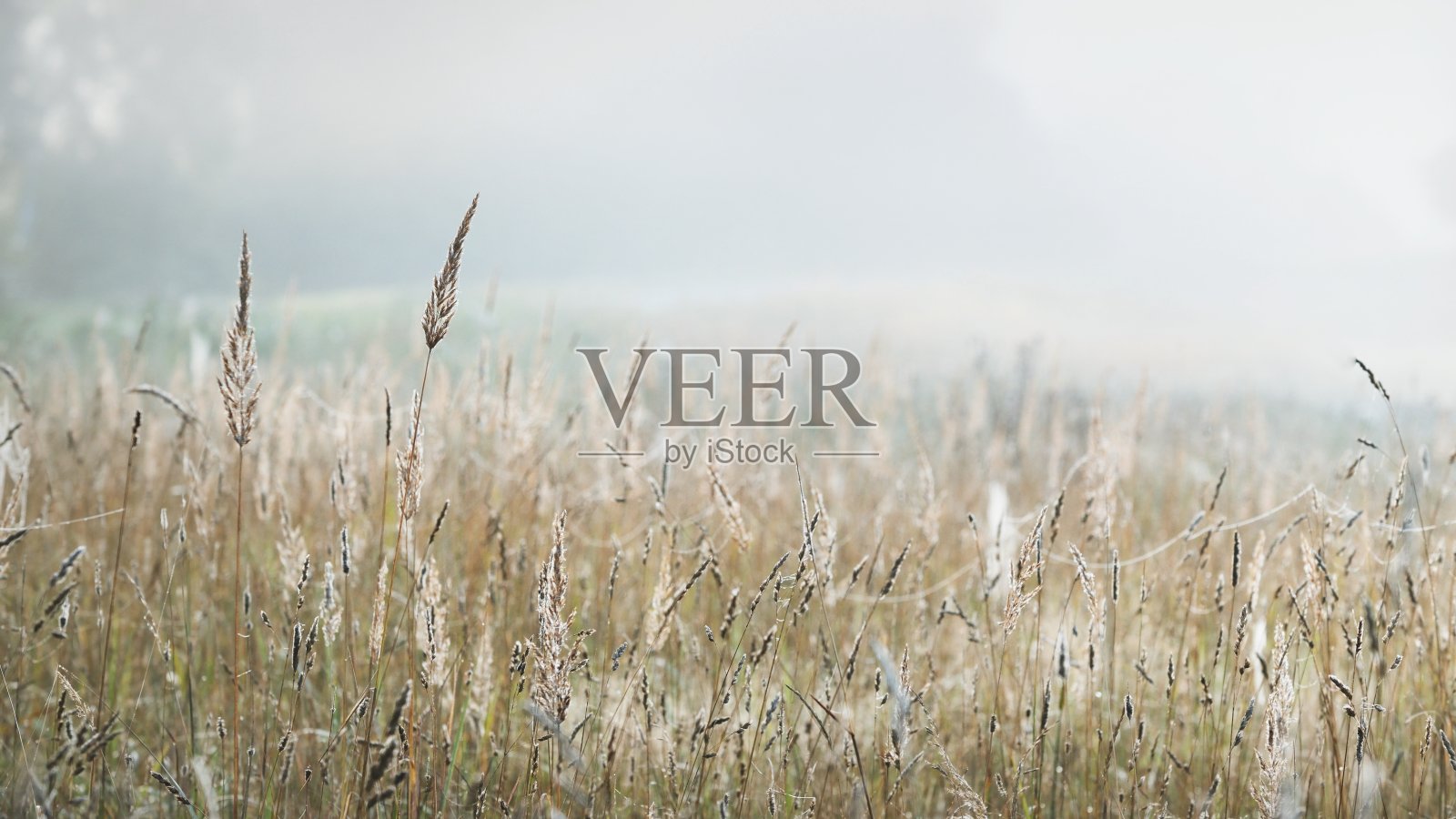 田野上弥漫着晨雾照片摄影图片