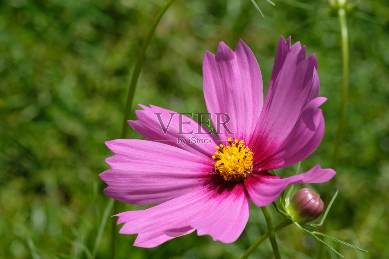 粉色大宇宙照片摄影图片