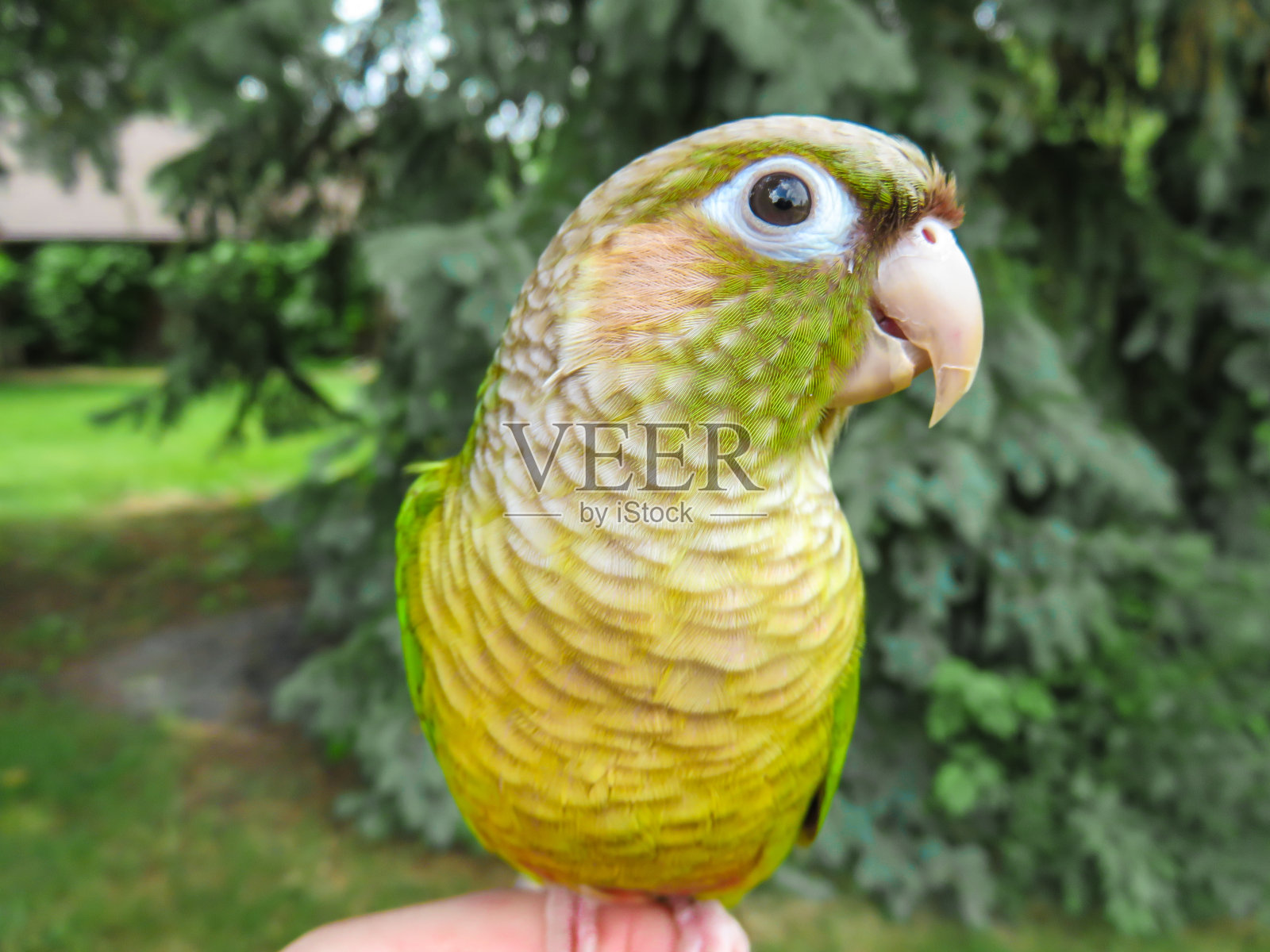 快乐的鹦鹉对着镜头微笑照片摄影图片