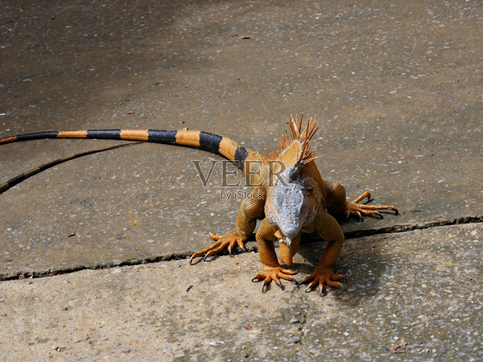 鬣蜥的照片照片摄影图片