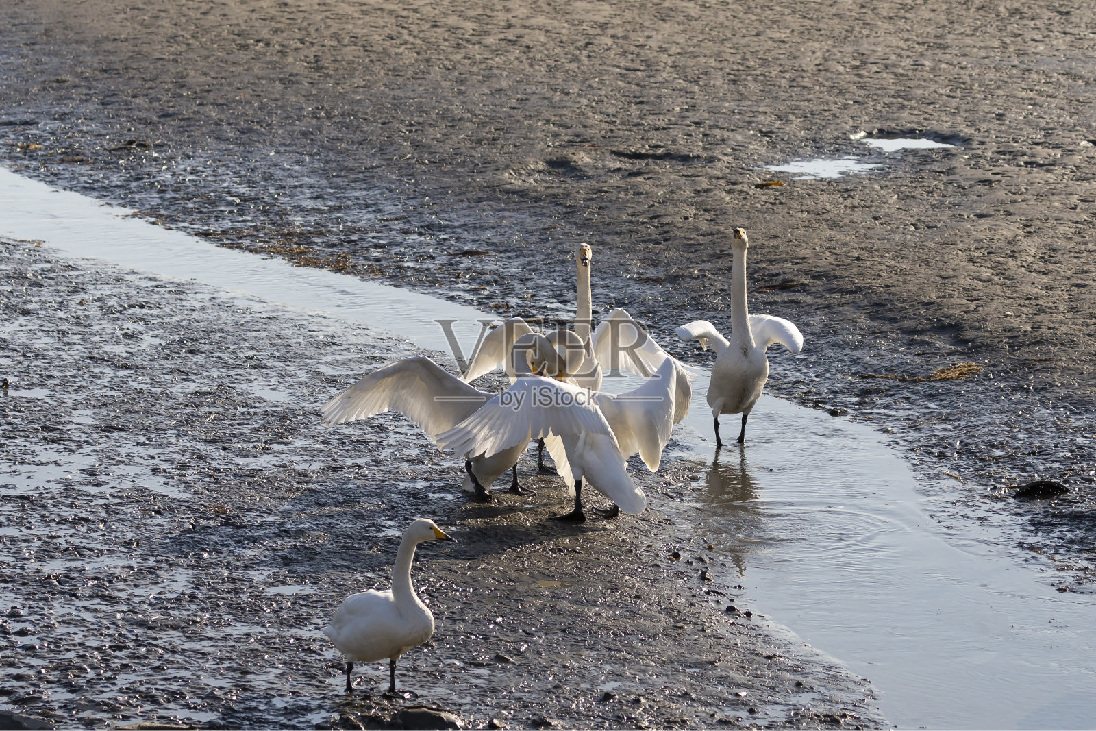 VD707 爱照片摄影图片