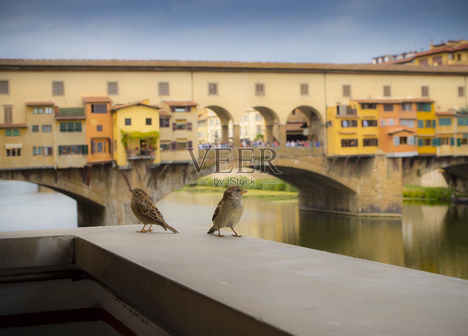 两个麻雀照片摄影图片