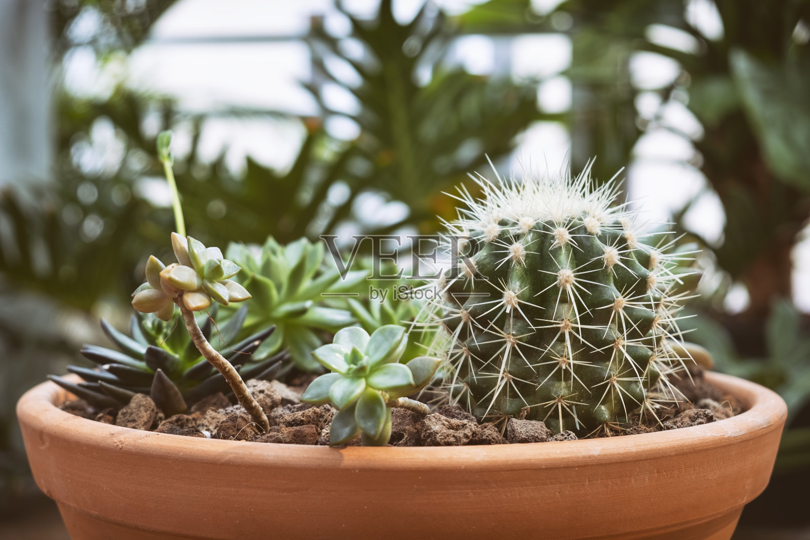 仙人掌和多肉植物的排列照片摄影图片