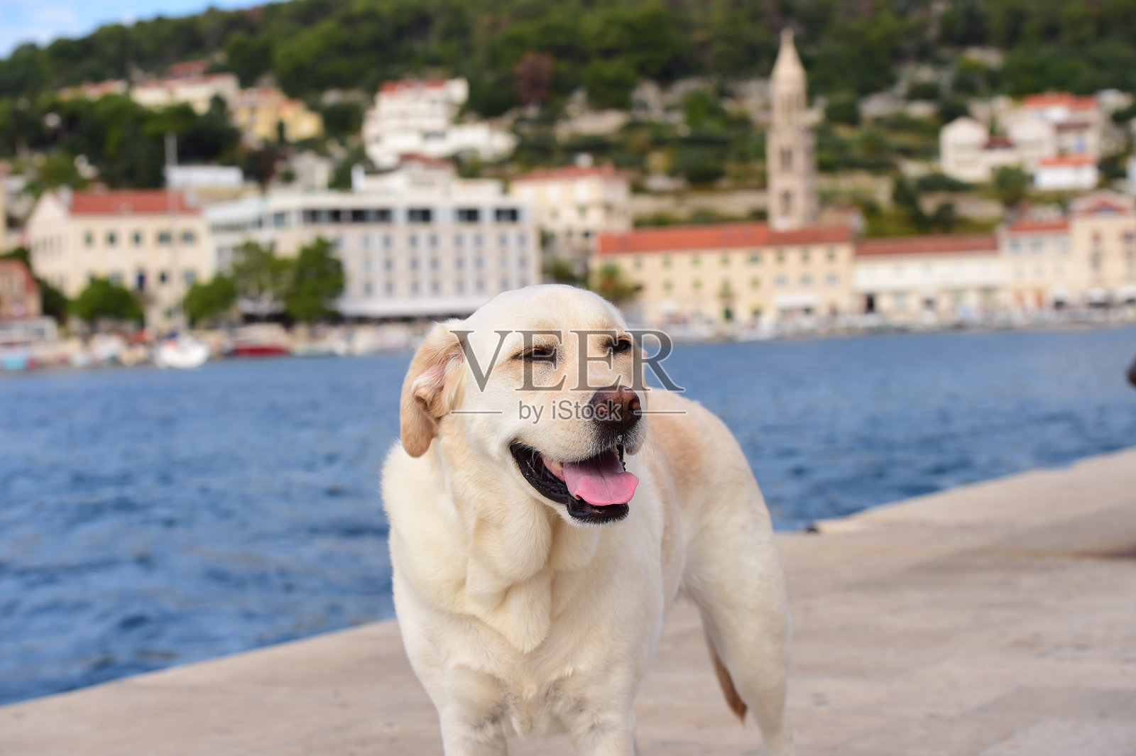 克罗地亚的拉布拉多寻回犬照片摄影图片
