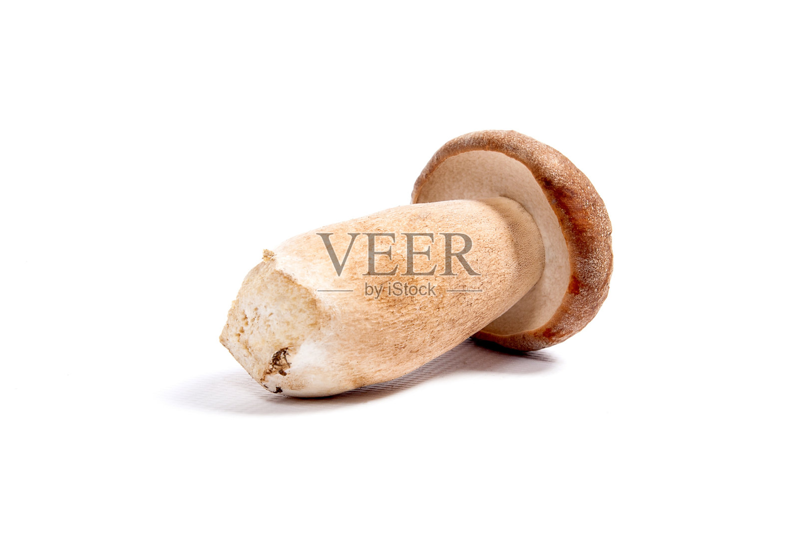 被称为牛肝菌的单株牛肝菌分离在白色背景上照片摄影图片