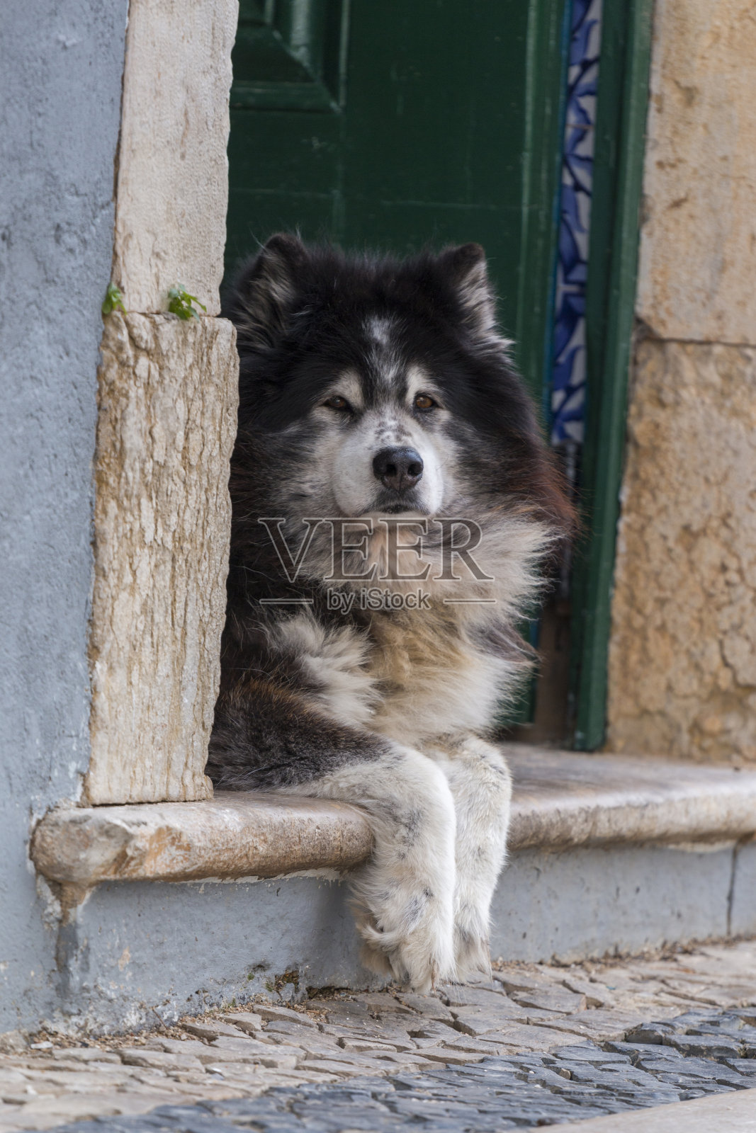 城市里被遗弃的狗照片摄影图片