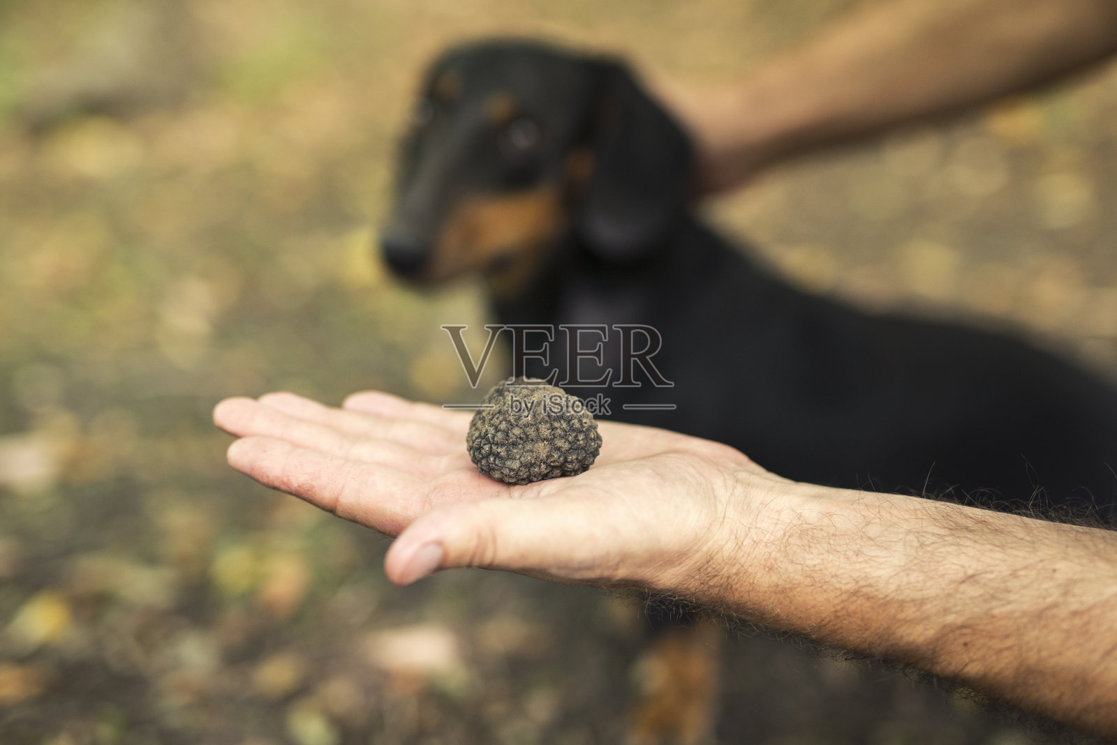 在森林中成功寻找松露蘑菇真菌。照片摄影图片
