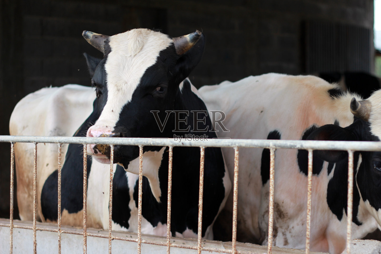 牛照片摄影图片