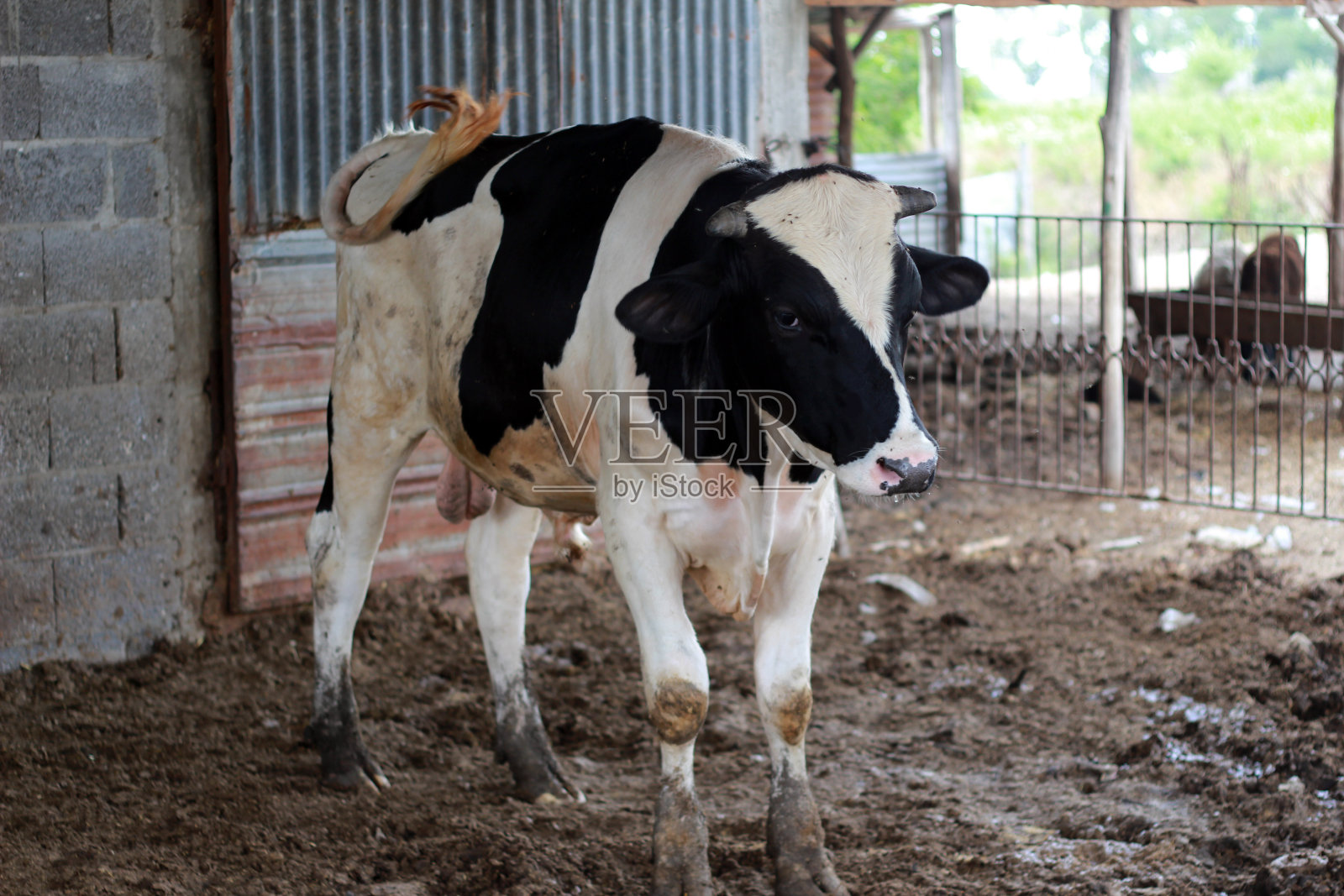 牛照片摄影图片