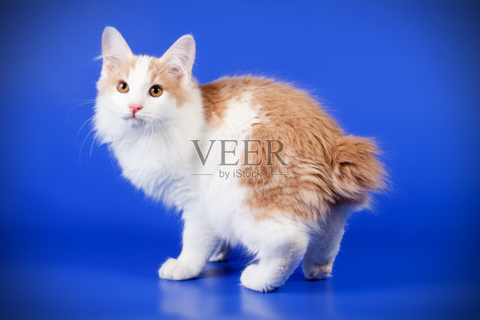 彩色背景上的Kurilian短尾猫照片摄影图片