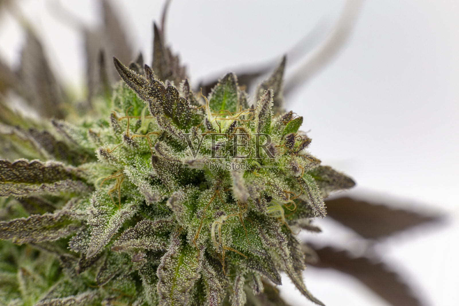 籼偶像照片摄影图片