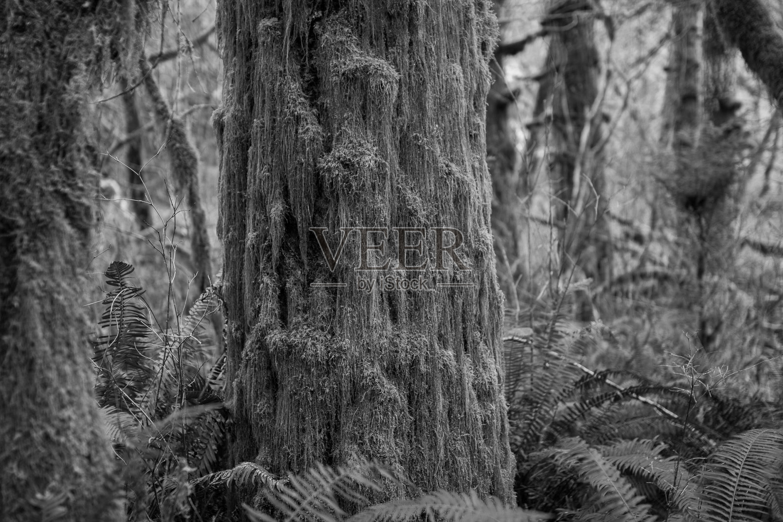 长满青苔的枫照片摄影图片