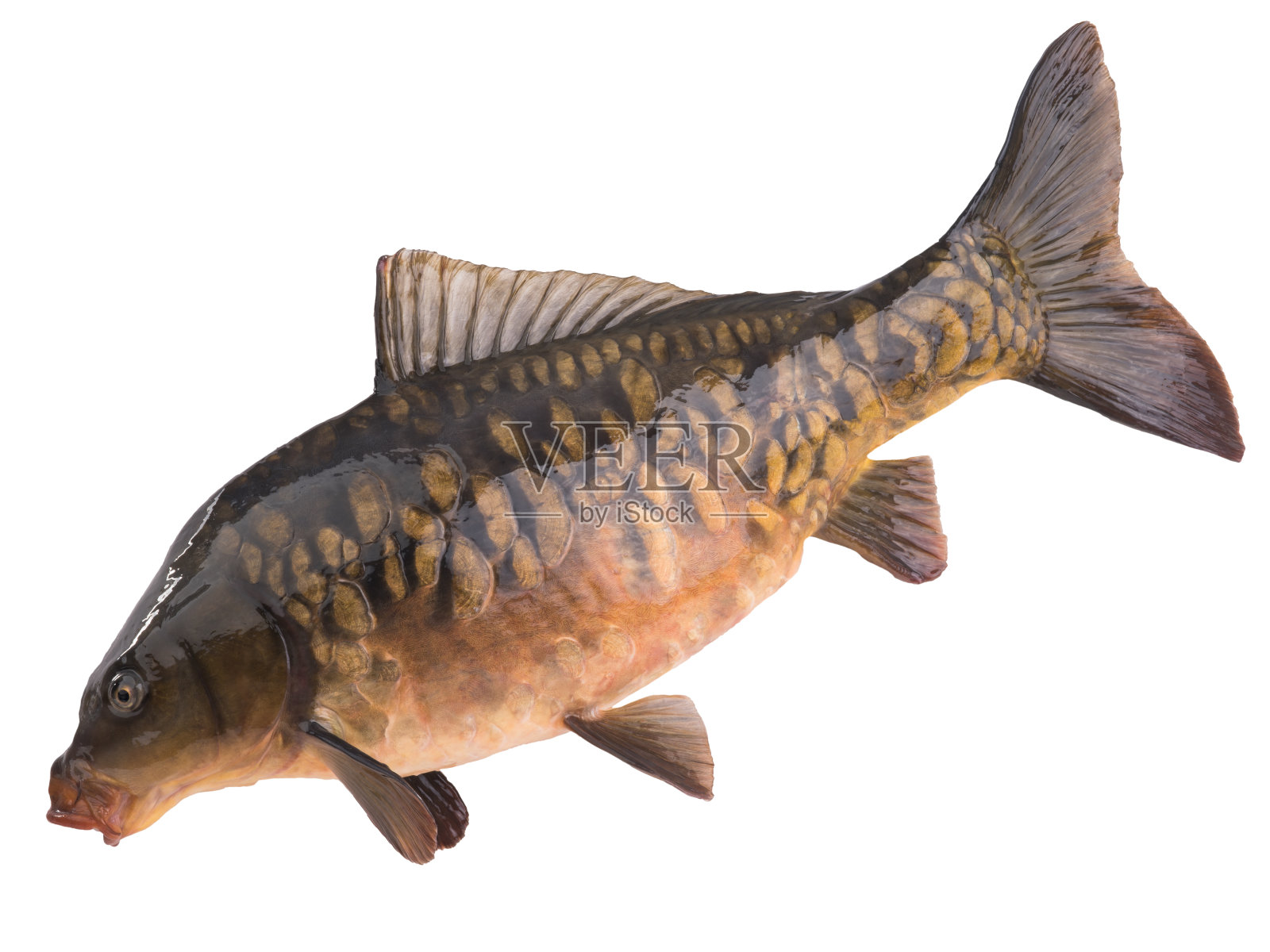 镜鲤孤立在白色照片摄影图片