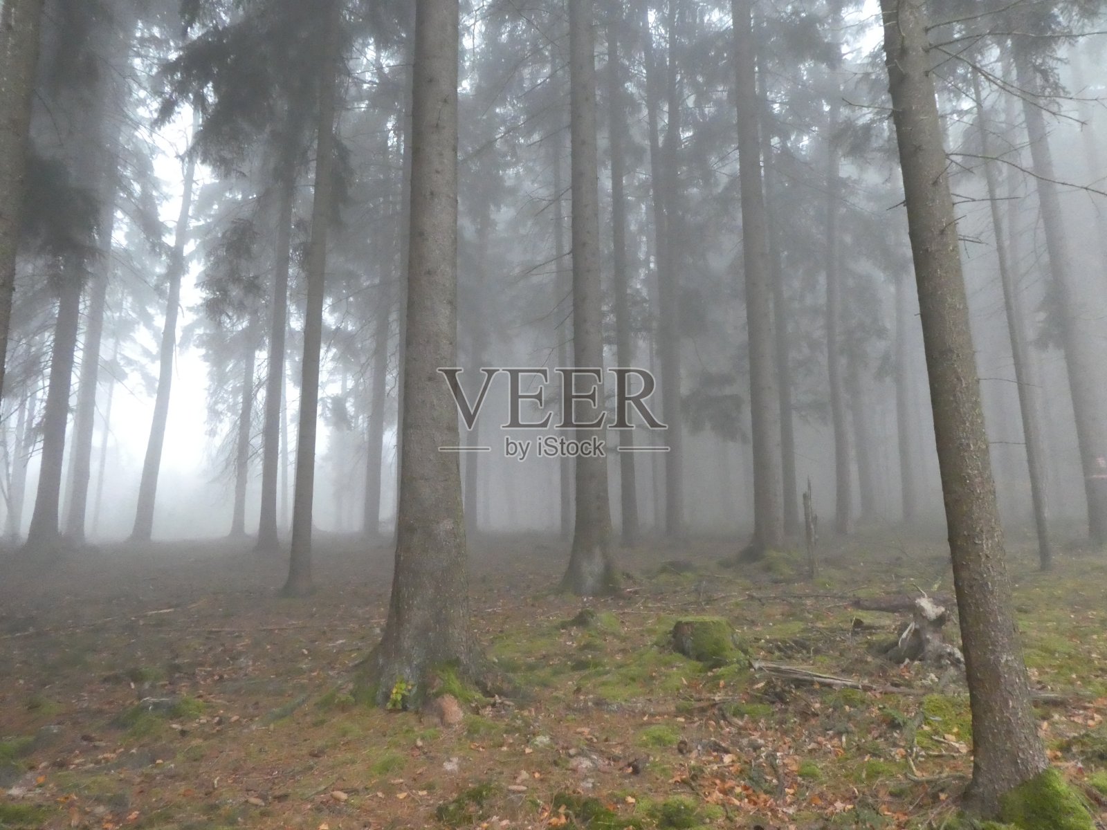 清晨的日出在有阳光和雾的森林里照片摄影图片