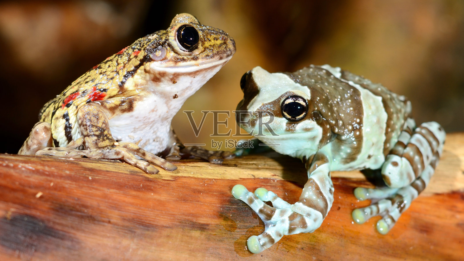 饲养箱里的两只五颜六色的青蛙照片摄影图片