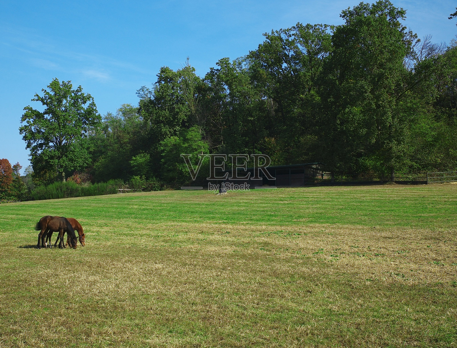 牧场里的马照片摄影图片