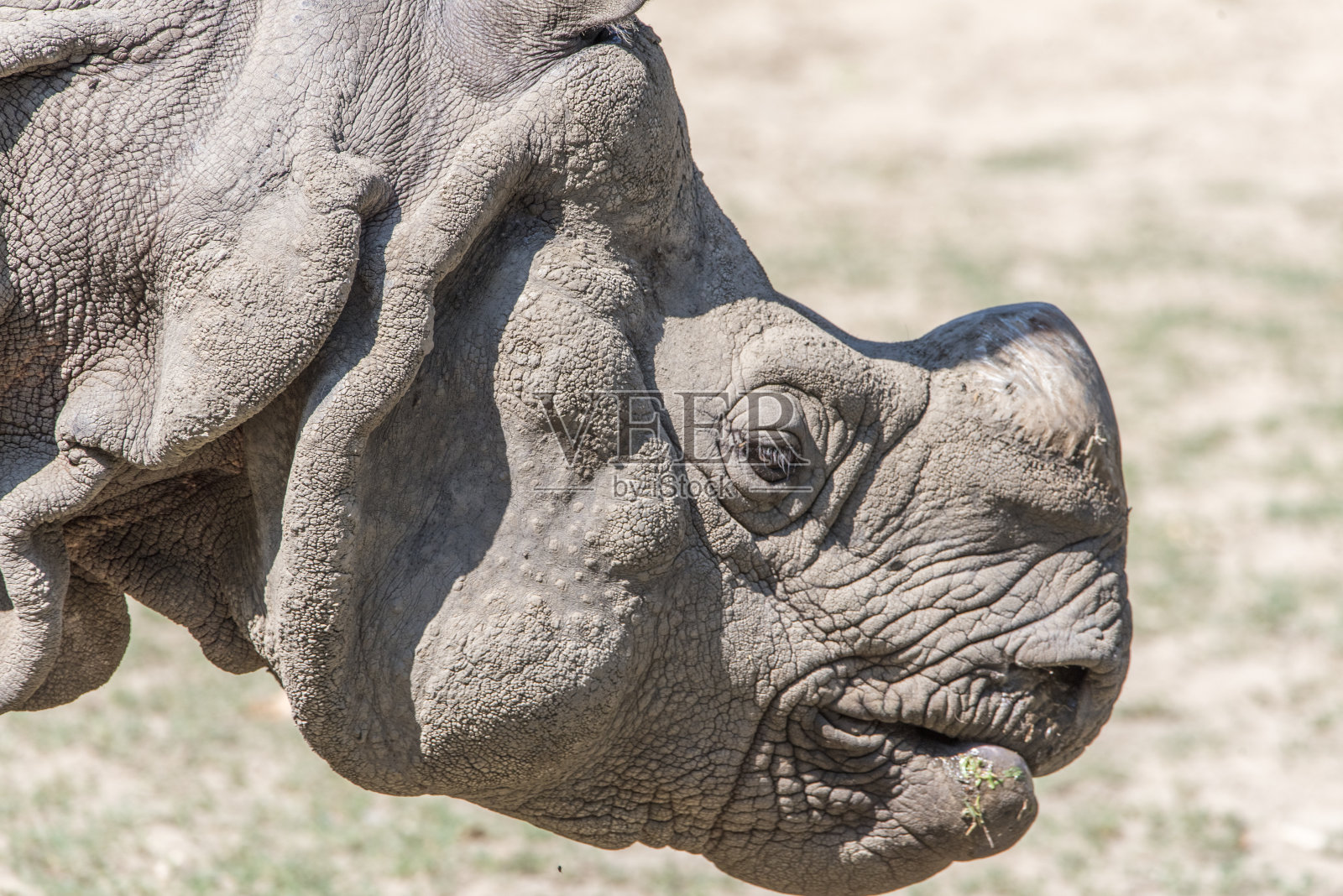 犀牛照片摄影图片