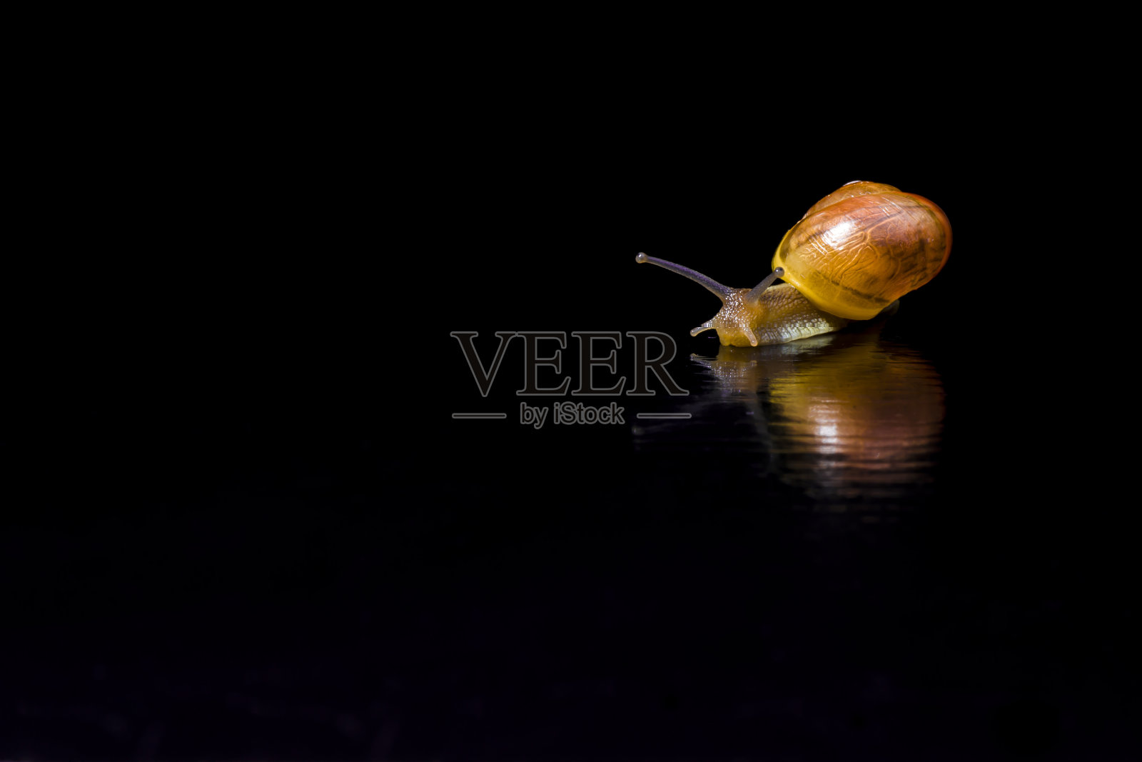 彩色的蜗牛前面的黑色背景照片摄影图片