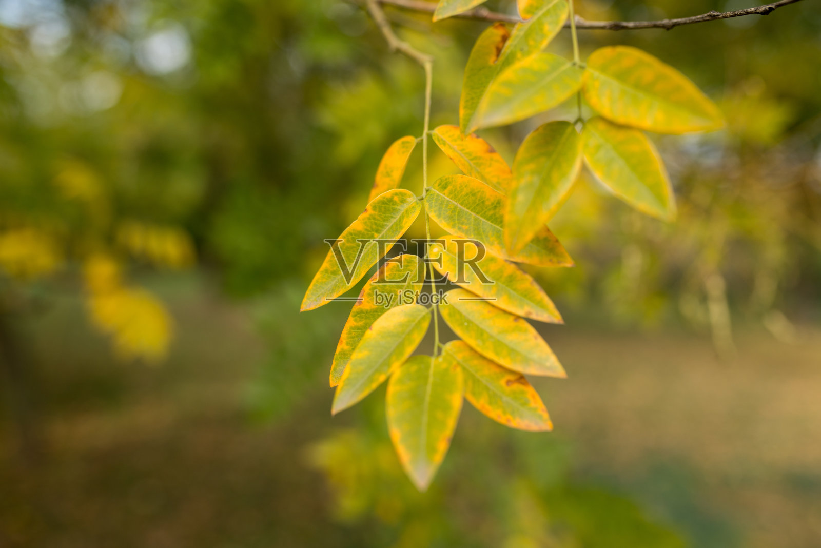 树叶在秋天照片摄影图片