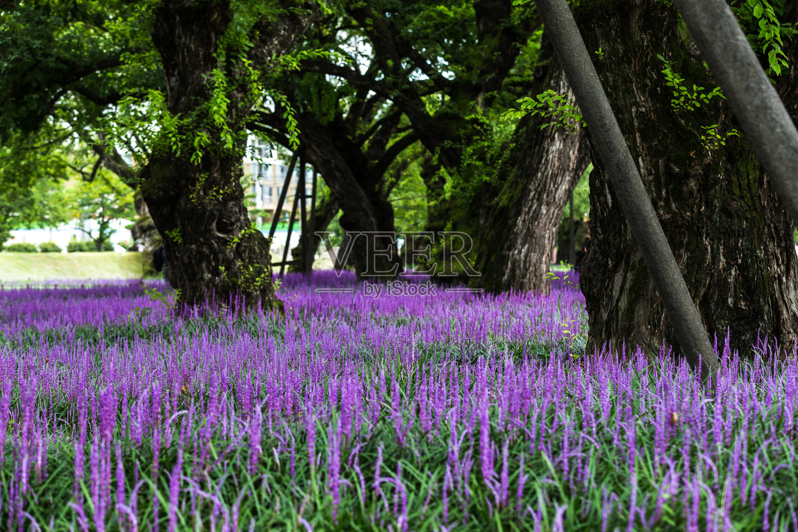 Vd737王朝在王柳林中照片摄影图片